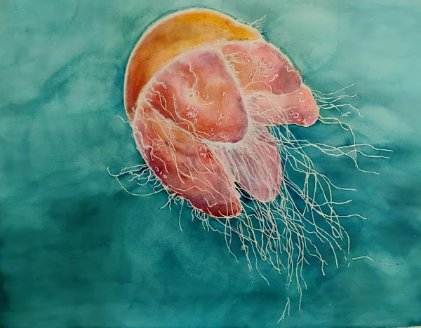 Lion-maned Jellyfish by Terry Heckmann