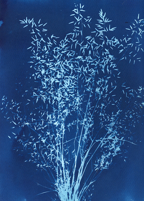 cyanotype_bouquet_u55eoc_11 by Charrise Mccrorey