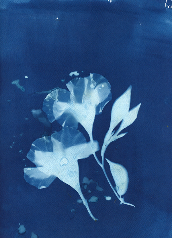 cyanotype_flowers_mttyxf_5 by Charrise Mccrorey