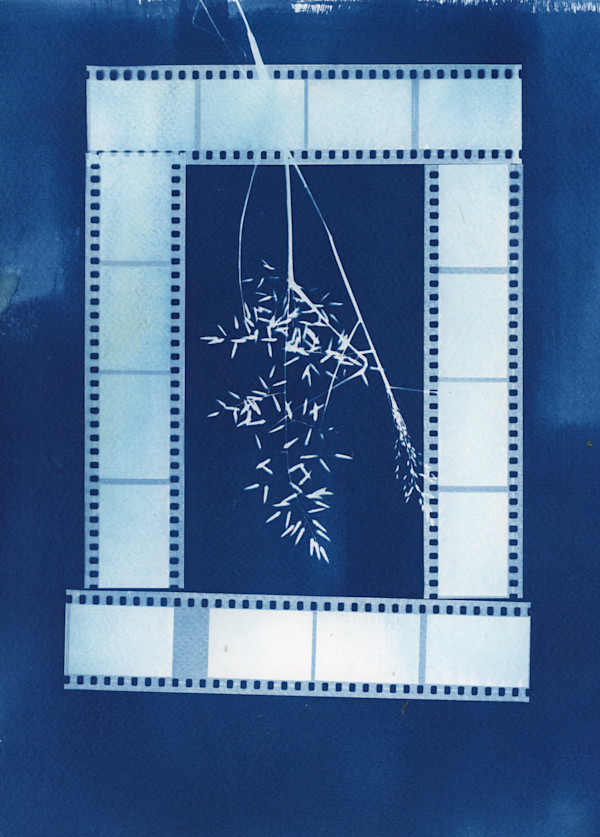cyanotype_negatives_duq5ho_8 by Charrise Mccrorey