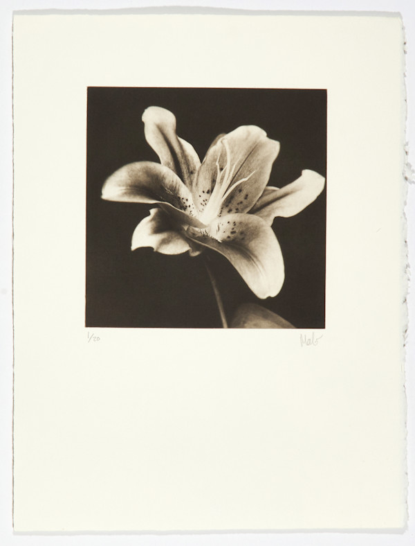 Flor I by Marcelo Troche