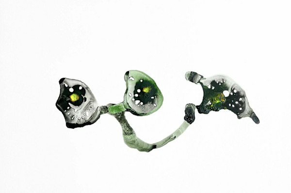 Oyster & Egg 014 by Carlo
