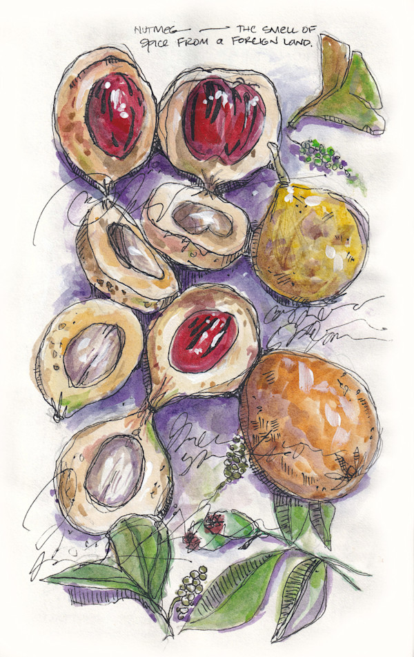 Nutmeg Print – Travel Sketch by Terri Goodness, Image 1.