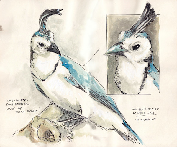 Costa Rica Magpie Jay Print - Travel Sketch by Terri Goodness, Image 1.