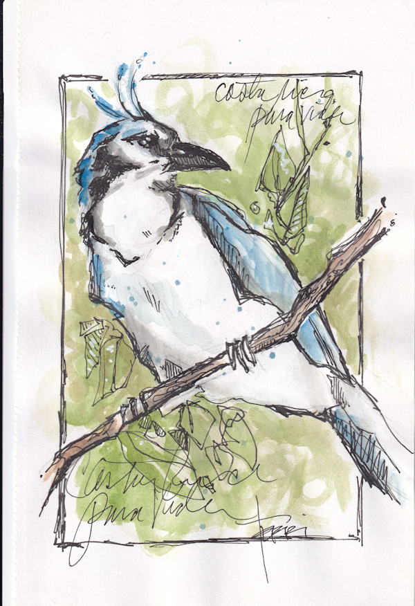 Travel Sketches - Costa Rica Magpie by Terri Goodness, Image 1.