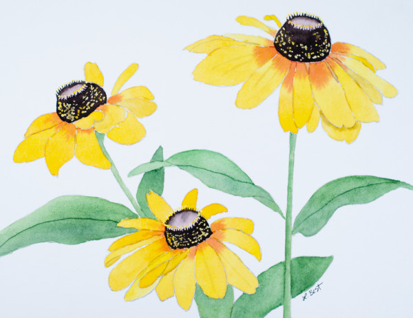 Black Eyed Susans by Laurel Best