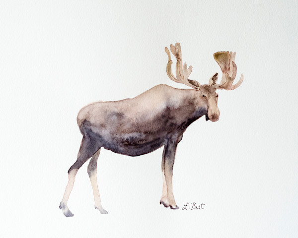 Canada Moose by Laurel Best