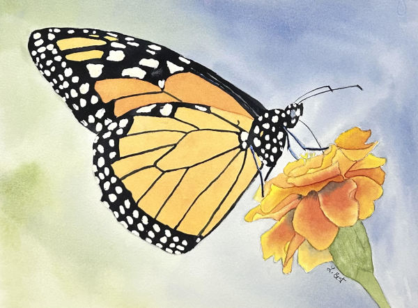 Monarch with Marigold by Laurel Best