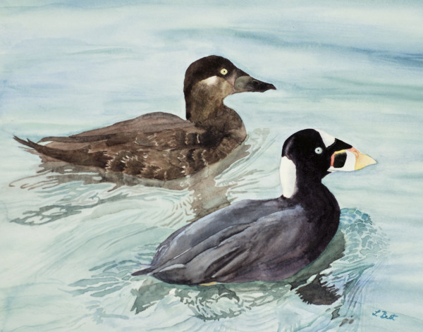Surf Scoter Ducks by Laurel Best