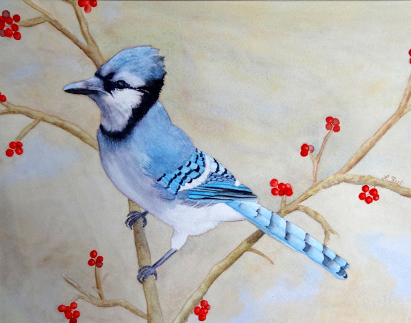 Blue Jay by Laurel Best