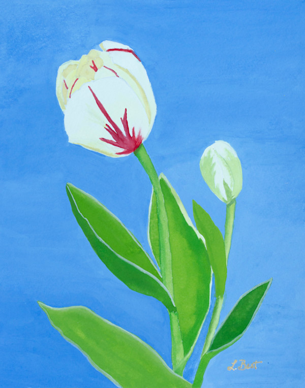 Canada Tulip by Laurel Best