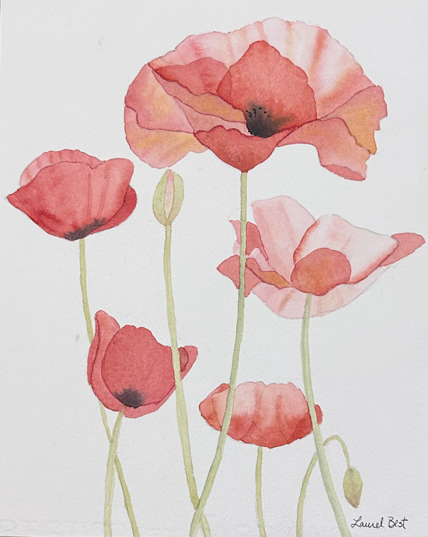 Delicate Poppies by Laurel Best