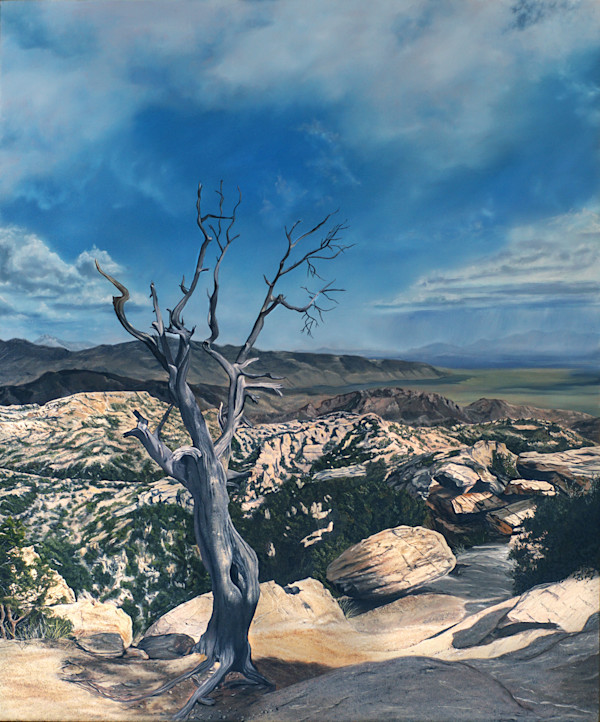 Sentinel on Mount Lemmon by Bethany Stephan