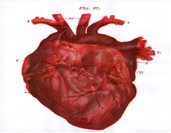 Heart Merge Excerpt 16 (From "The Anatomical Intimacy of the Heart" series) mixed media, $250.  Buyer pays shipping.  Prints available, contact artist. by Stephen Mead