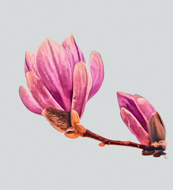 Delicate unfolding by Mica Hoberg