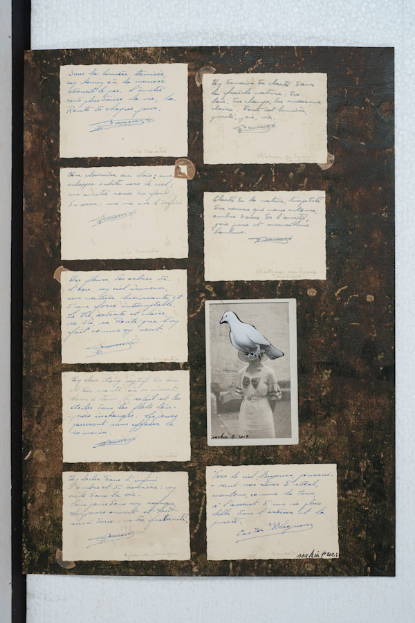 PIGEON by saskia pintelon