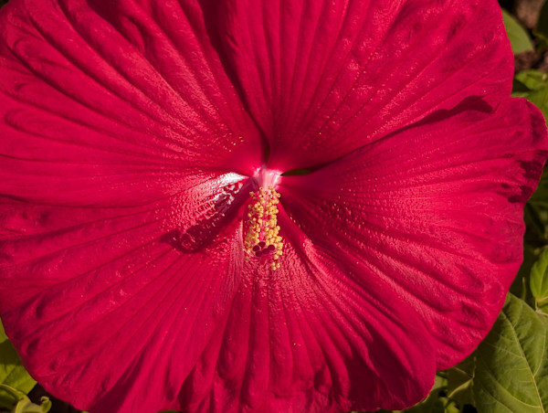LATE BLOOMER by charles elwert, Image 1.
