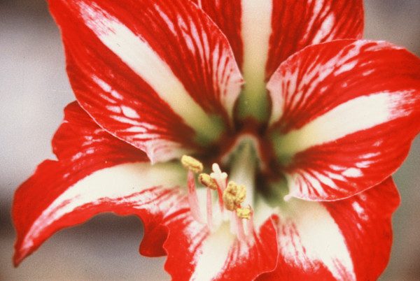 AMARYLLIS by charles elwert