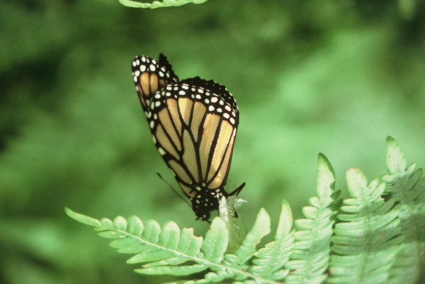 chrysalis by charles elwert