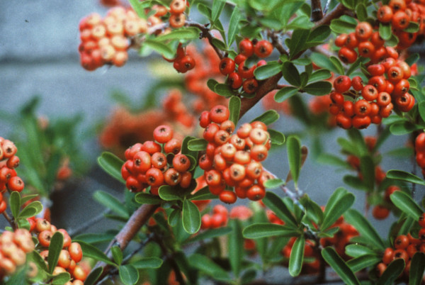 RED BERRIES by charles elwert