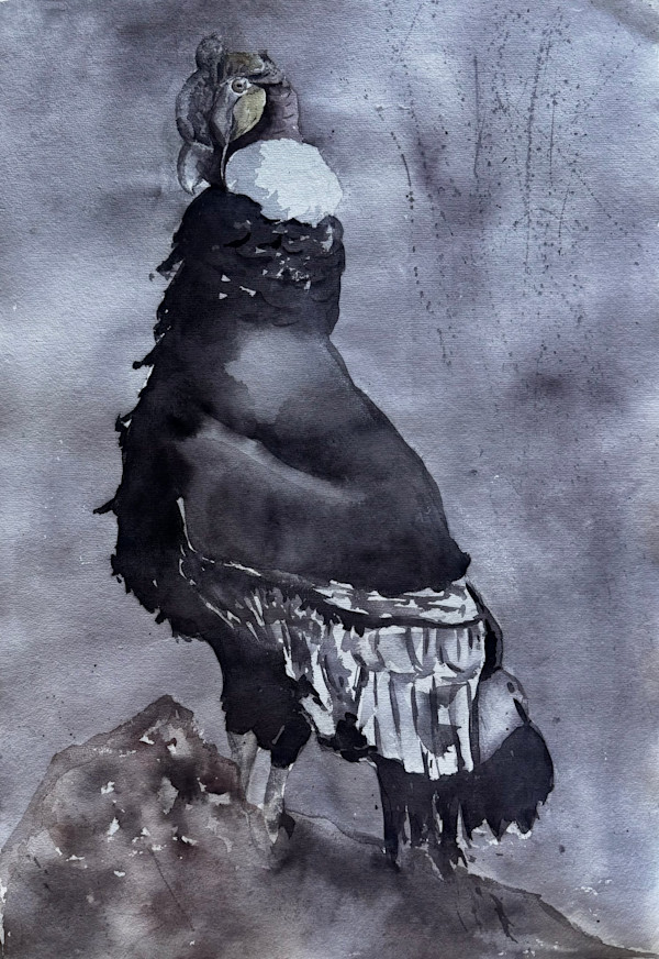 Cóndor Andino by Moni Moka