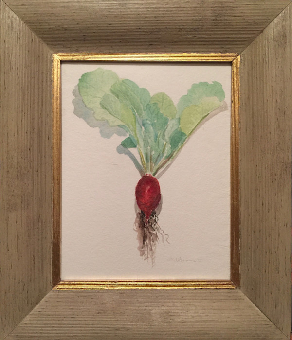 Conway Radish by Marianne Wilson