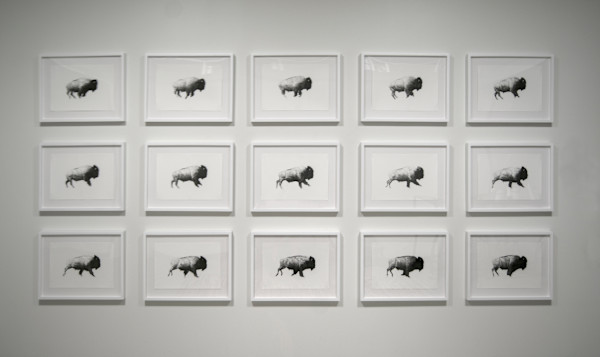 Then Your Prairies Can Be Covered With Speckled Cattle 1-16, Joel Daniel Phillips by Shelby Head