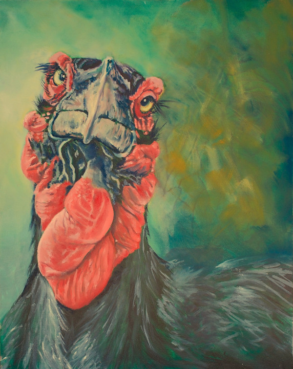 Southern Ground Hornbill by Zahn du Plessis, Image 1.
