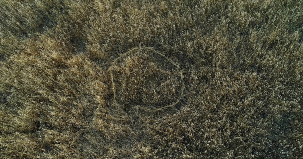 Braided Grass by Kelsey Rose
