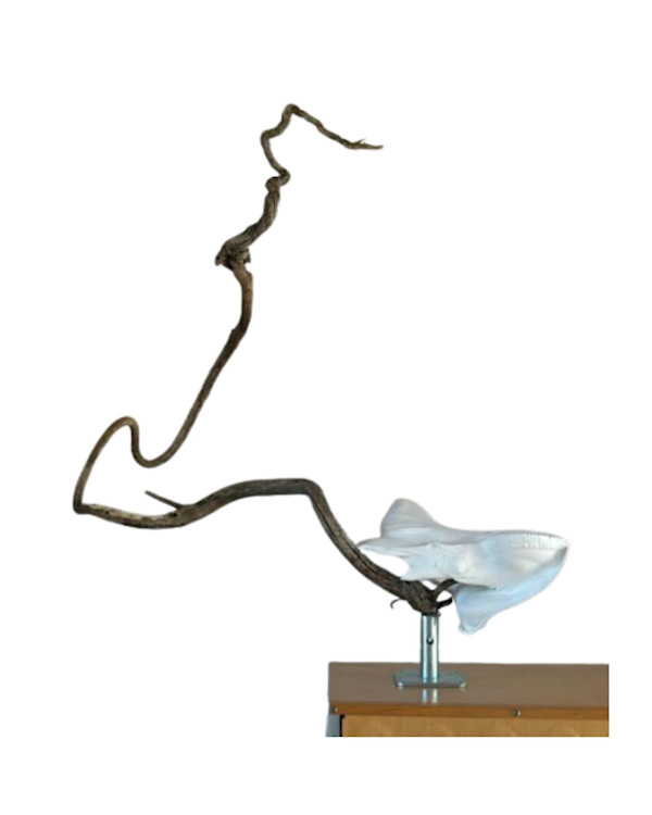 Moon Horse by Clyde Corley