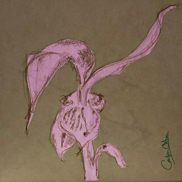 Plant Series 2: Masked Cavendish 4, Pink by Catrin O'Hara
