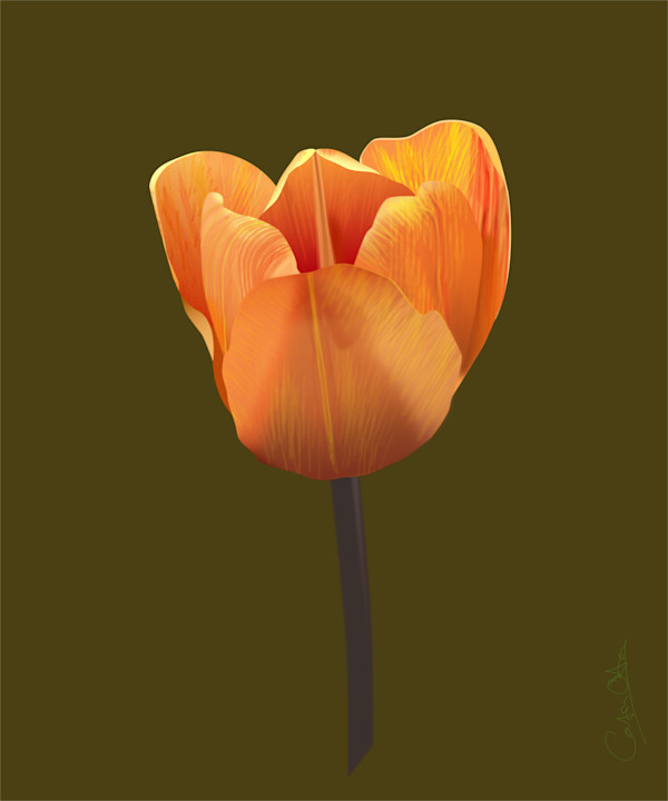 Parham Tulip by Catrin O'Hara