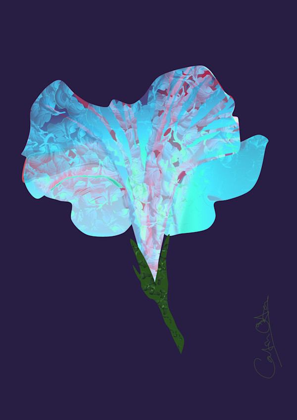 Petunia on Midnight Blue by Catrin O'Hara
