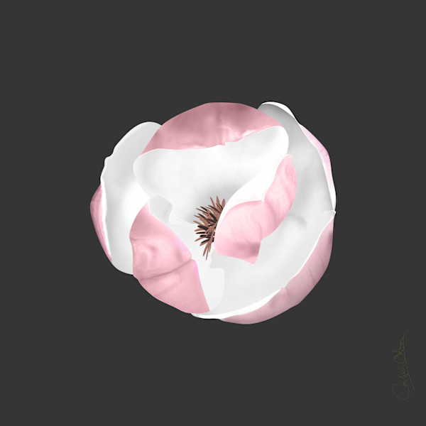 Sidlesham Magnolia 2/10 by Catrin O'Hara