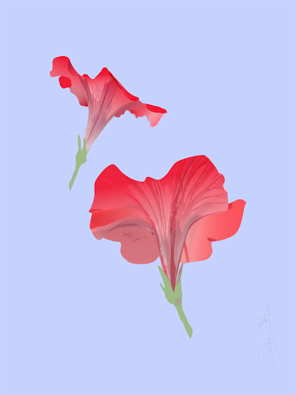 Two Petunias 1 by Catrin O'Hara