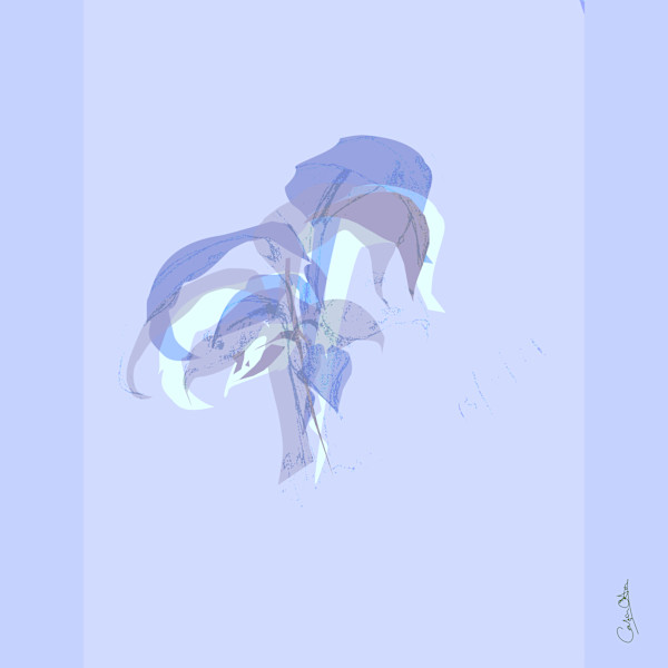 Plant Series 1: Abstract Line Cavendish 11 by Catrin O'Hara
