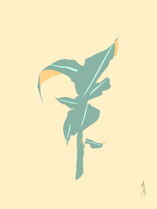 Plant Series 1: Abstract Line Cavendish 3 by Catrin O'Hara