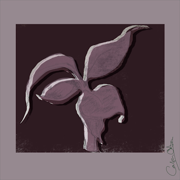 Plant Series 2: Masked Cavendish 5 by Catrin O'Hara