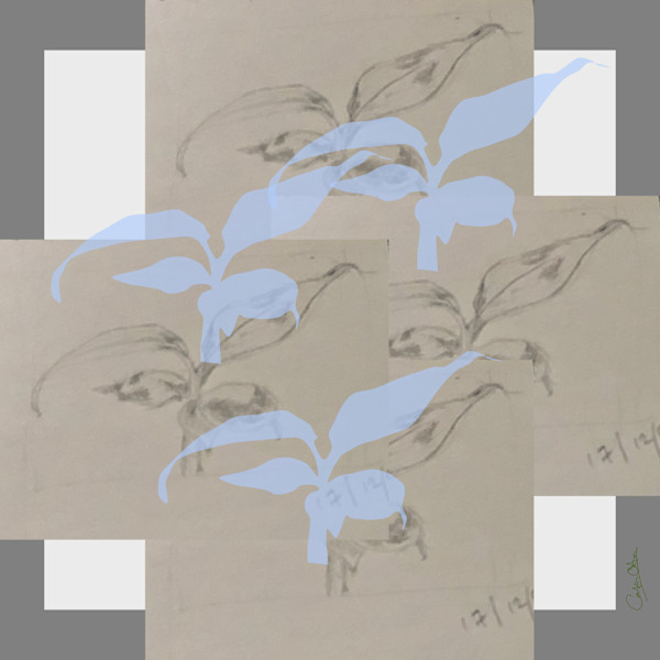 Plant Series 2: Masked Cavendish 6 by Catrin O'Hara