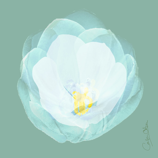 White Tulip 1 by Catrin O'Hara
