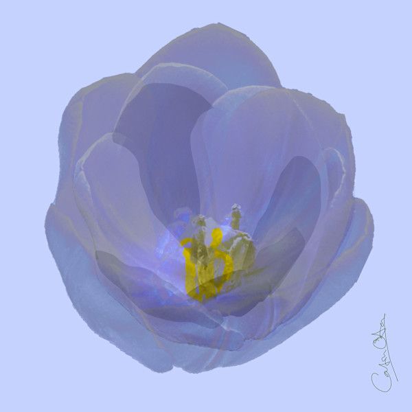 White Tulip 2 by Catrin O'Hara