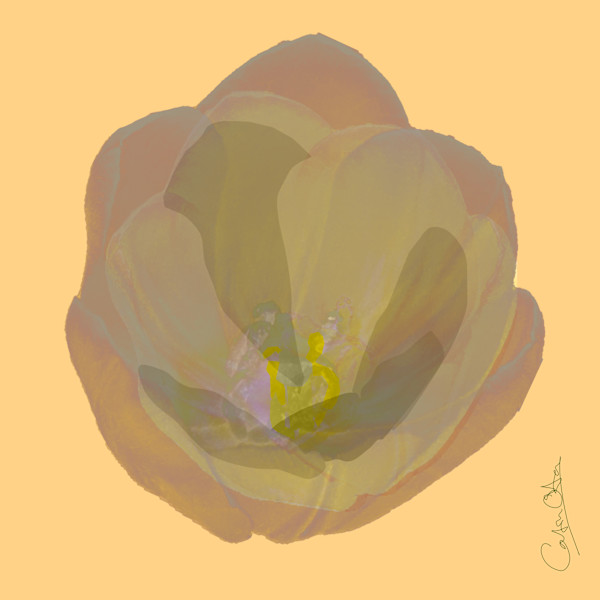 White Tulip 3 by Catrin O'Hara