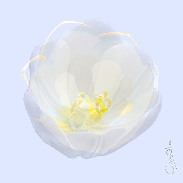 White Tulip 4 by Catrin O'Hara