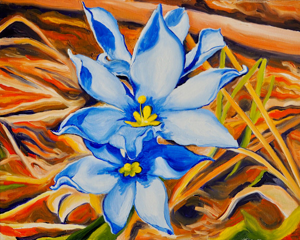Blue-Eyed Grass at Indian Creek by Claire Dawkins