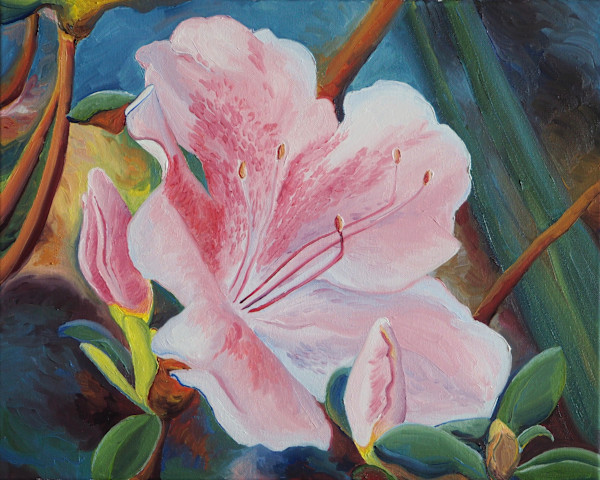 George Tabor Azalea in Evening Light by Claire Dawkins