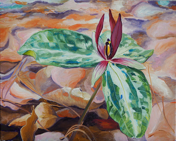 Louisiana Trillium at Chicot by Claire Dawkins