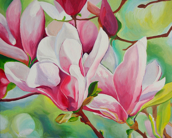 Japanese Magnolias by Claire Dawkins