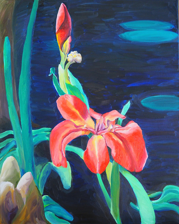 Abbeville Red Irises at Palmetto Island by Claire Dawkins