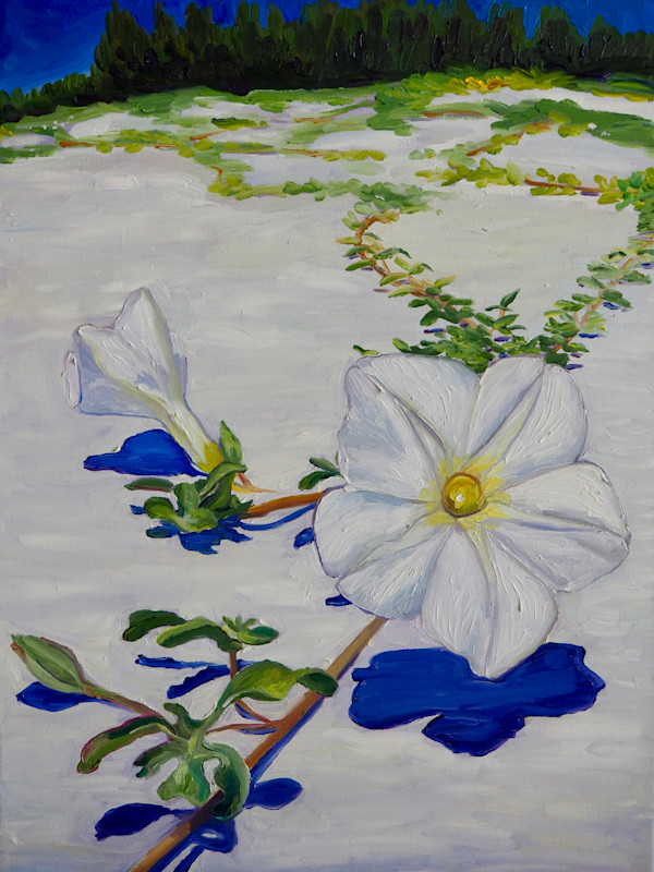 Beach Morning Glory at Ship Island, Mississippi by Claire Dawkins