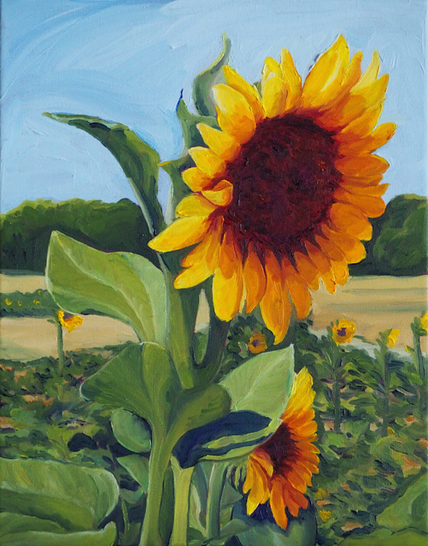 Sunflowers at Burden Gardens by Claire Dawkins